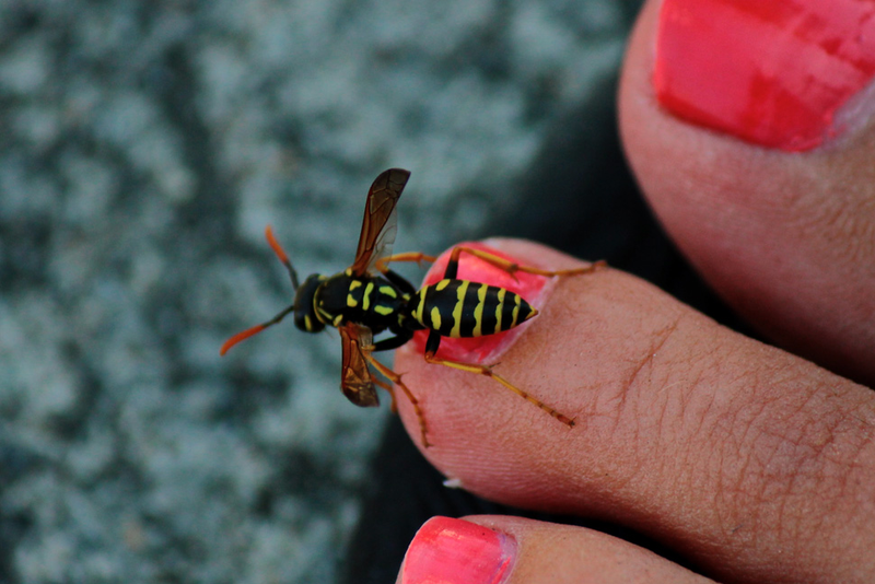 Illustration for article titled Shooting Challenge: Bugs 1